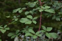 Ostružiník mandloňokvětý (Rubus flos-amygdalae)