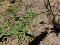 Jestřábník skvrnitý (Hieracium maculatum) Jestřábník skvrnitý (Hieracium maculatum)