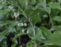Kokořík širolistý (Polygonatum latifolium)