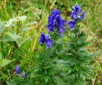 Oměj tuhý (Aconitum firmum)