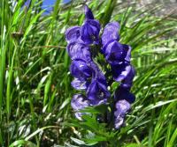 Oměj tuhý (Aconitum firmum)