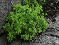 Pryšec okrouhlý (Euphorbia peplus)