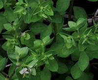 Pryšec okrouhlý (Euphorbia peplus)