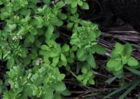 Pryšec okrouhlý (Euphorbia peplus)