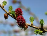 Modřín opadavý (Larix decidua)