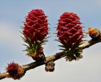 Modřín opadavý (Larix decidua)