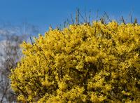 Zlatice převislá (Forsythia suspensa)