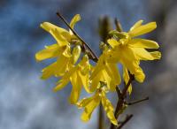 Zlatice převislá (Forsythia suspensa)