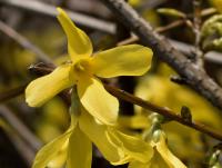 Zlatice převislá (Forsythia suspensa)