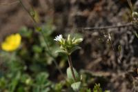 Rožec nízký (Cerastium pumilum)