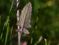 Trýzel tvrdý (Erysimum durum)