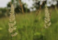 Smělek jehlancovitý (Koeleria pyramidata)