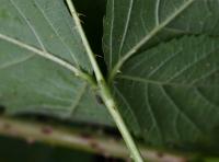 Ostružiník rumištní (Rubus franconicus)