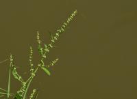 Šťovík klubkatý (Rumex conglomeratus)