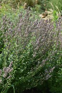 Šanta lesostepní (Nepeta nuda)