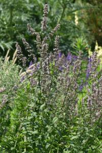 Šanta lesostepní (Nepeta nuda)