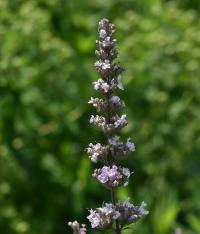 Šanta lesostepní (Nepeta nuda)