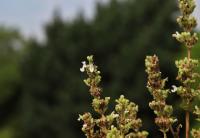 Šanta lesostepní (Nepeta nuda)