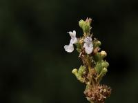 Šanta lesostepní (Nepeta nuda)