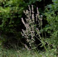 Šanta lesostepní (Nepeta nuda)