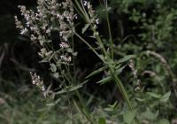 Šanta lesostepní (Nepeta nuda)