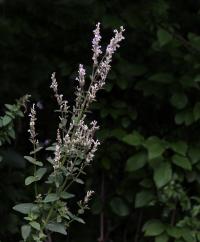 Šanta lesostepní (Nepeta nuda)