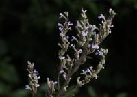 Šanta lesostepní (Nepeta nuda)