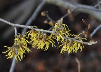 Vilín prostřední 'Arnold Promise' (Hamamelis x intermedia)