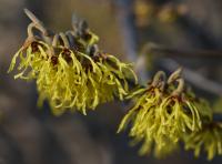 Vilín prostřední 'Arnold Promise' (Hamamelis x intermedia)