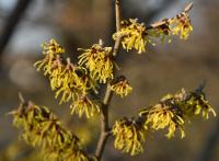 Vilín prostřední 'Arnold Promise' (Hamamelis x intermedia)