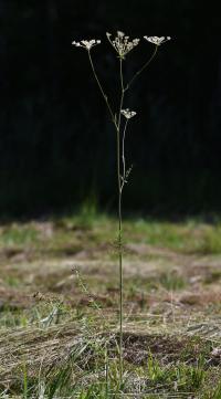 Smldník olešníkový (Peucedanum oreoselinum)