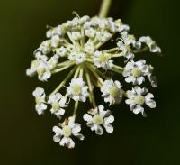 Smldník olešníkový (Peucedanum oreoselinum)