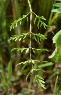 Smldník olešníkový (Peucedanum oreoselinum)