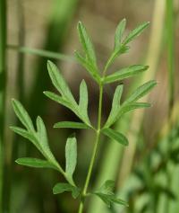 Smldník olešníkový (Peucedanum oreoselinum)
