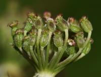 Smldník olešníkový (Peucedanum oreoselinum)