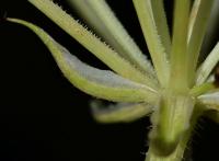 Smldník olešníkový (Peucedanum oreoselinum)