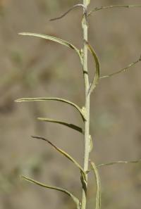 Protěž žlutobílá (Pseudognaphalium luteo-album)