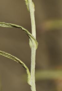 Protěž žlutobílá (Pseudognaphalium luteo-album)