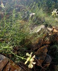 Čistec přímý (Stachys recta subsp subcrenata)