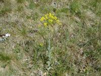 Boryt barvířský (Isatis tinctoria)