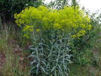 Boryt barvířský (Isatis tinctoria)