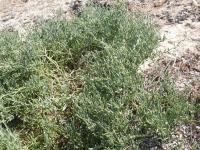 Pomořanka přímořská (Cakile maritima)