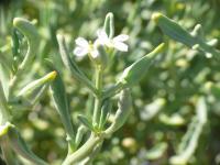 Pomořanka přímořská (Cakile maritima)