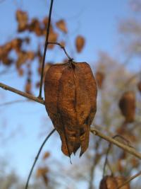 Svitel latnatý (Koelreuteria paniculata)