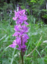 Vstavač mužský znamenaný (Orchis mascula subsp speciosa)