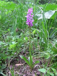 Vstavač mužský znamenaný (Orchis mascula subsp speciosa)