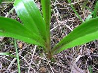 Vstavač mužský znamenaný (Orchis mascula subsp speciosa)