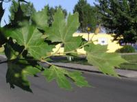 Platan javorolistý (Platanus x hispanica)