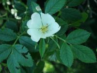 Růže polní bělokvětá (Rosa agrestis var albiflora)
