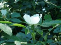 Růže polní bělokvětá (Rosa agrestis var albiflora)